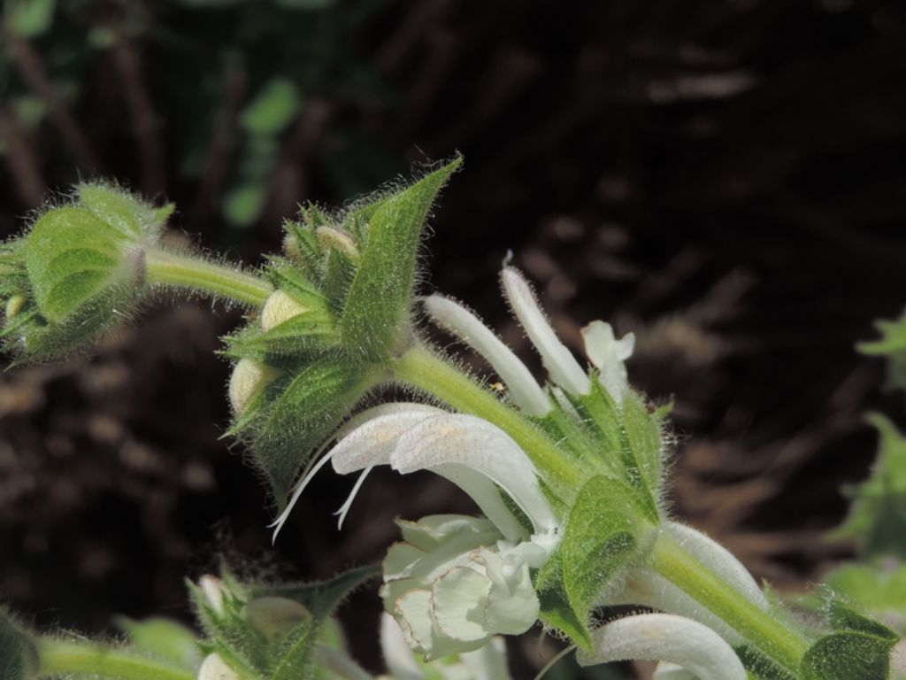 Salvia argentea /  Salvia argentea